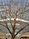 Burnside shopping centre gum tree dead and will be removed - ABC News