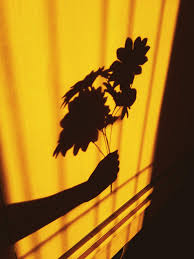 February 17, 2021june 3, 2020 by admin. The Best 9 Flower Shadow Aesthetic Wallpaper