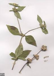 Image result for Synedrella nodiflora