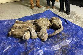 A Sacred Ancestor': Baby Woolly Mammoth Discovered in Yukon Gold Fields »  Explorersweb