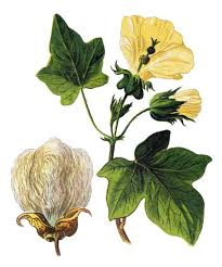 Image result for Gossypium barbadense