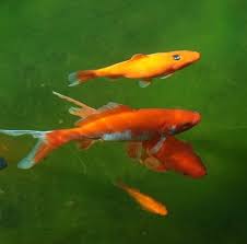If you buy through links on this page, we may earn a small commission. List Of Pond Fish That Eat Algae Top Pond Algae Eaters Pond Informer