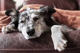 If you do have a bad flea infestation outside, consider hiring a professional to remove them.19 x trustworthy source university of. Raising Awareness About Cancer In Dogs Oakland Veterinary Referral Services