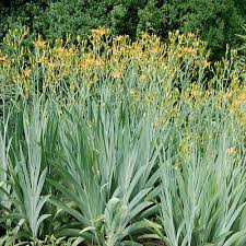Commercial seed companies usually chill the seeds before shipping, but it's still a good idea to store the seeds in a refrigerator for several. Blackberry Lily Seeds Iris Domestica Lily Seeds Lily Plants Plant Blackberries