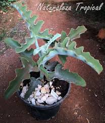 La Suculenta Orejas De Elefante Kalanchoe Beharensis Suculentas Plantas Suculentas Orejas De Elefante