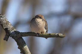 Birds Of Southwest Ohio Cold Mourning Dove 12 24 Jpg 3504 2336