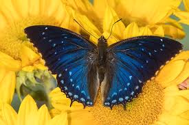 Many of our most common butterflies belong to. Charaxes A Brush Footed Butterfly Know Photograph By Darrell Gulin