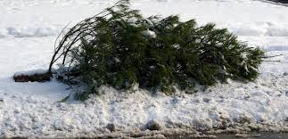 Hours may change under current circumstances Holiday Tree And Greenery Collection In D C Casey Trees