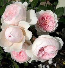 David Austin Roses Flowers English Roses Cabbage Roses