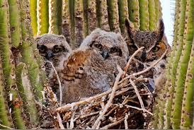 The cactus is usually (at least) twice as wide as it is high, and may reach a diameter of 12 inches. Saguaro San Diego Zoo Animals Plants
