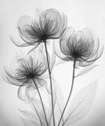 X Ray Art Photographymore Pins Like This At Fosterginger Pinterest Dessin Pivoine Fleur Noir Et Blanc Dessins De Fleurs Pour Tatouage