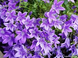 Check spelling or type a new query. How To Grow Campanulas Bellflower Care Tips And Recommendations