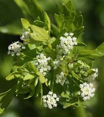 Image result for Apium graveolens