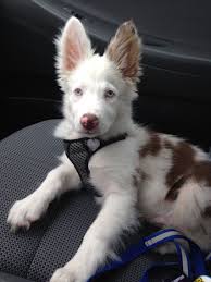 Check spelling or type a new query. 720 Border Collies Ideas Collie Border Collie Dogs