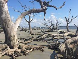 Driftwood Beach Jekyll Island Ga Address Top Rated Attraction Reviews Tripadvisor Driftwood Beach Jekyll Island Driftwood Beach Jekyll Island