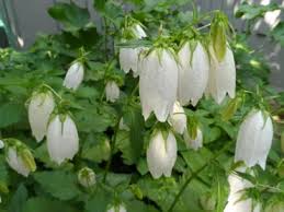 Check spelling or type a new query. 10 Different Types Of Bellflower Varieties Garden Lovers Club