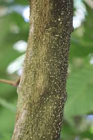 Image result for Tabernaemontana crassa