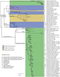Image result for Anthospermum usambarense