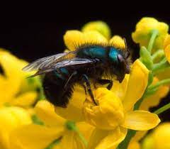 The mason bees that we sell are native across north america and they are excellent local pollinators. Attract Mason Bees No Protective Gear Needed Ecological Landscape Alliance