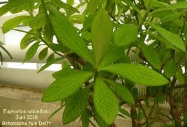 Image result for Euphorbia umbellata