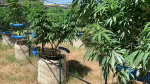 Top Feed Drip Irrigation Set Up For Cannabis Plants Youtube