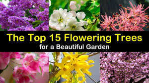 We did not find results for: The Top 15 Flowering Trees For A Beautiful Garden