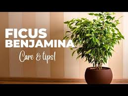Image result for F kus Ficus