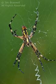 Knit One Pearl Two Re Post Garden Spider Spider Insect Photography