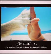 Mi Perro Muerte De Un Perro Cuando Muere Un Perro Mascotas Frases