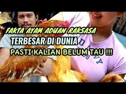 Ayam Aduan Jumbo Terbesar Di Dunia Dari Jenis Ras Malayoid Shamo Aseel Bangkok Youtube Jenis Dunia Ayam
