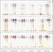 Image result for Terminalia sambesiaca