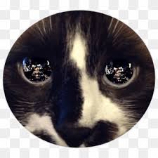 Free Png Download Reflection In Cat S Eye Png Images Cat Eyes Reflection Transparent Png 851x770 1357575 Pngfind Download icons in all formats or edit them for your designs. cat eyes reflection transparent png