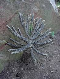 Image result for Vernonia centaureoides