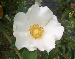 Image result for Rosa laevigata