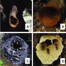 Stingless bees , sometimes called stingless honey bees or simply meliponines , are a large group of bees (about 500 species), comprising the tribe meliponini (or subtribe meliponina according to other authors ). Shape Of The Entrance Of The Stingless Bees Nest A Funnel Shape Download Scientific Diagram