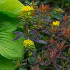 Image result for Euphorbia pfeilii