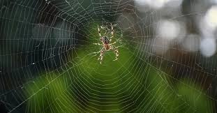 ruyada orumcek gormek ne anlama gelir falbahcem com