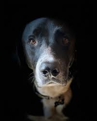 Text/email updates sent to you while you are away; About Dog Walker Inc In Dallas Tx A Friend For Your Best Buddy