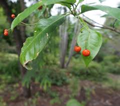 Image result for Rauvolfia mombasiana