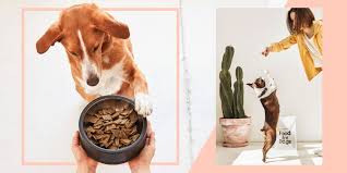 Each dog then gets 3oz per meal. Dtc Dog Food Brands Are On The Rise What To Know
