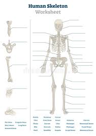 Diagram long bone blank diagram a typical shows the gross. Human Skeleton Worksheet Vector Illustration Blank Educational Bone Scheme Stock Vector Illustration Of Diagram Body 157100658