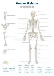 Can you identify the parts of a long bone? Human Skeleton Worksheet Vector Illustration Blank Educational Bone Scheme Stock Vector Illustration Of Diagram Body 157100658