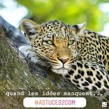 Vous Aussi Il Y A Des Jours Ou Vous Ne Savez Pas Quoi Publier Sur Les Reseauxsociaux Alors Ne Publiez Rien Publier Quelque Animals Cats African Safari