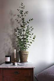 Eucalyptus In A Planter But This Will Grown In The Ground Love The Scent Of Eucalyptus Vaxt Inredning Vaxter Inomhusvaxt