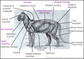 As facilitated by their oral structures, cats use a variety of vocalizations for communication cats, like dogs, are digitigrades. Cat Anatomy Facts For Kids Poc