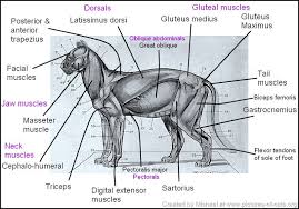 Check out our cat diagram selection for the very best in unique or custom, handmade pieces from our prints shops. Cat Anatomy Facts For Kids Poc