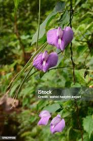 Image result for Centrosema pubescens