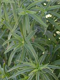 Image result for Baissea viridiflora