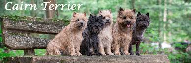 Norwich terrier welpen von nene. Klub Fur Terrier E V Von 1894 Startseite