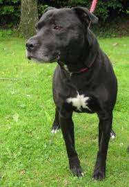 Staffordshire bull terrier rescue dogs loki. Charlie 7 Year Old Male Labrador Cross Staffordshire Bull Terrier Dog For Adoption Staffordshire Bull Terrier Bull Terrier Bull Terrier Dog